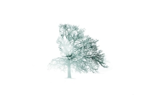 tree, woman, profile