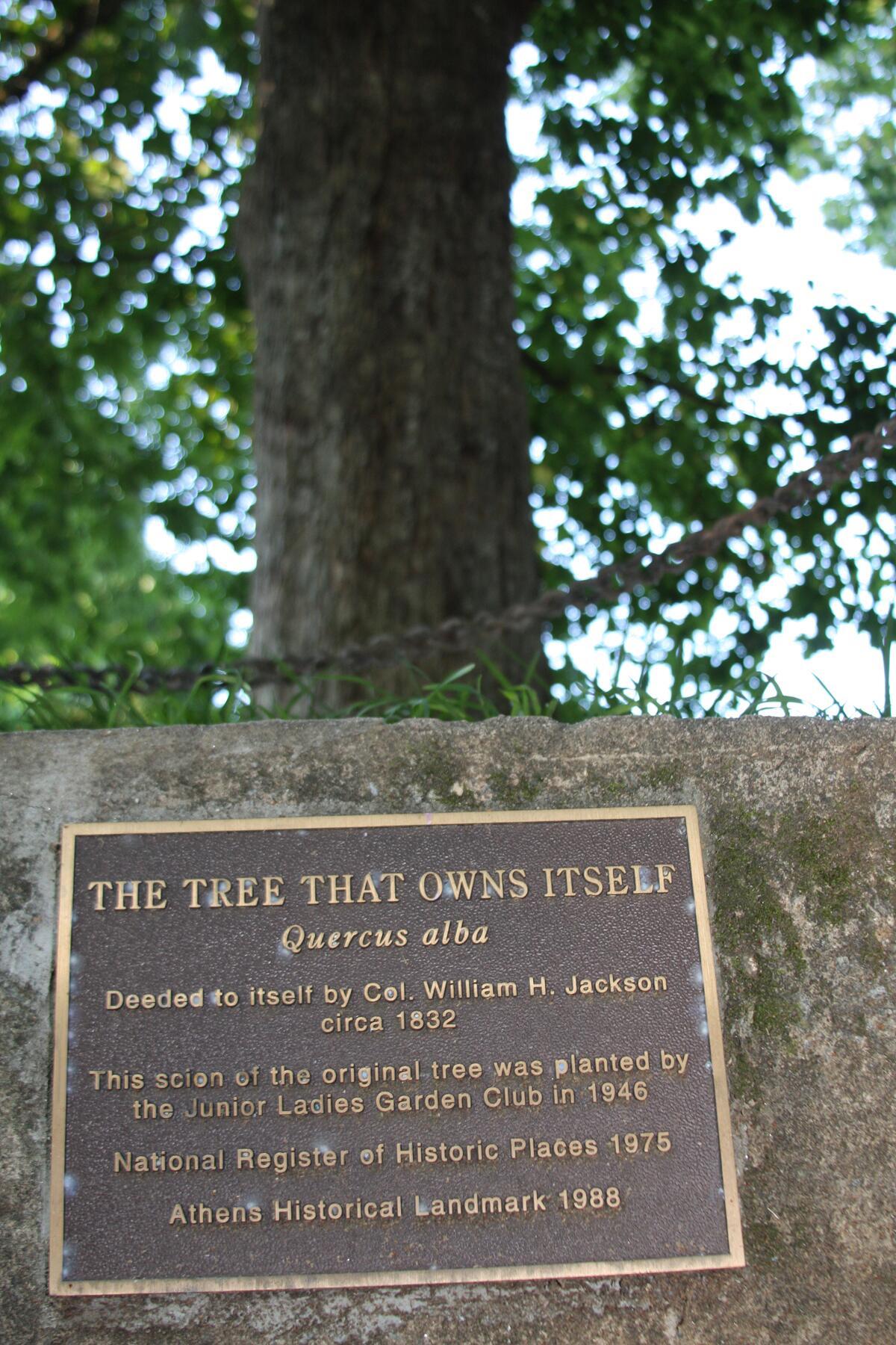 The Tree That Owns Itself
