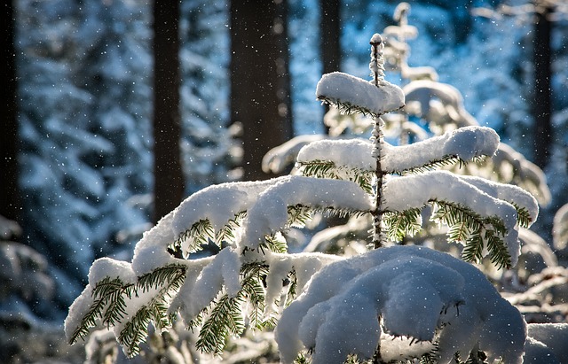snowfall, fir, trees