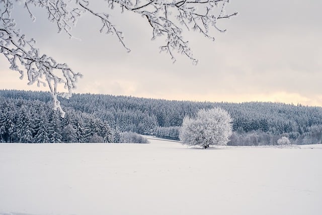 trees, snow, winter