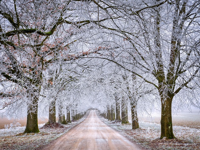 road, trees, winter