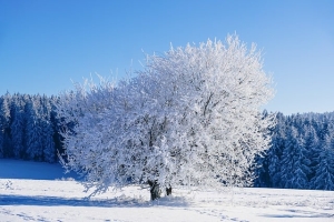 winter, tree, frost