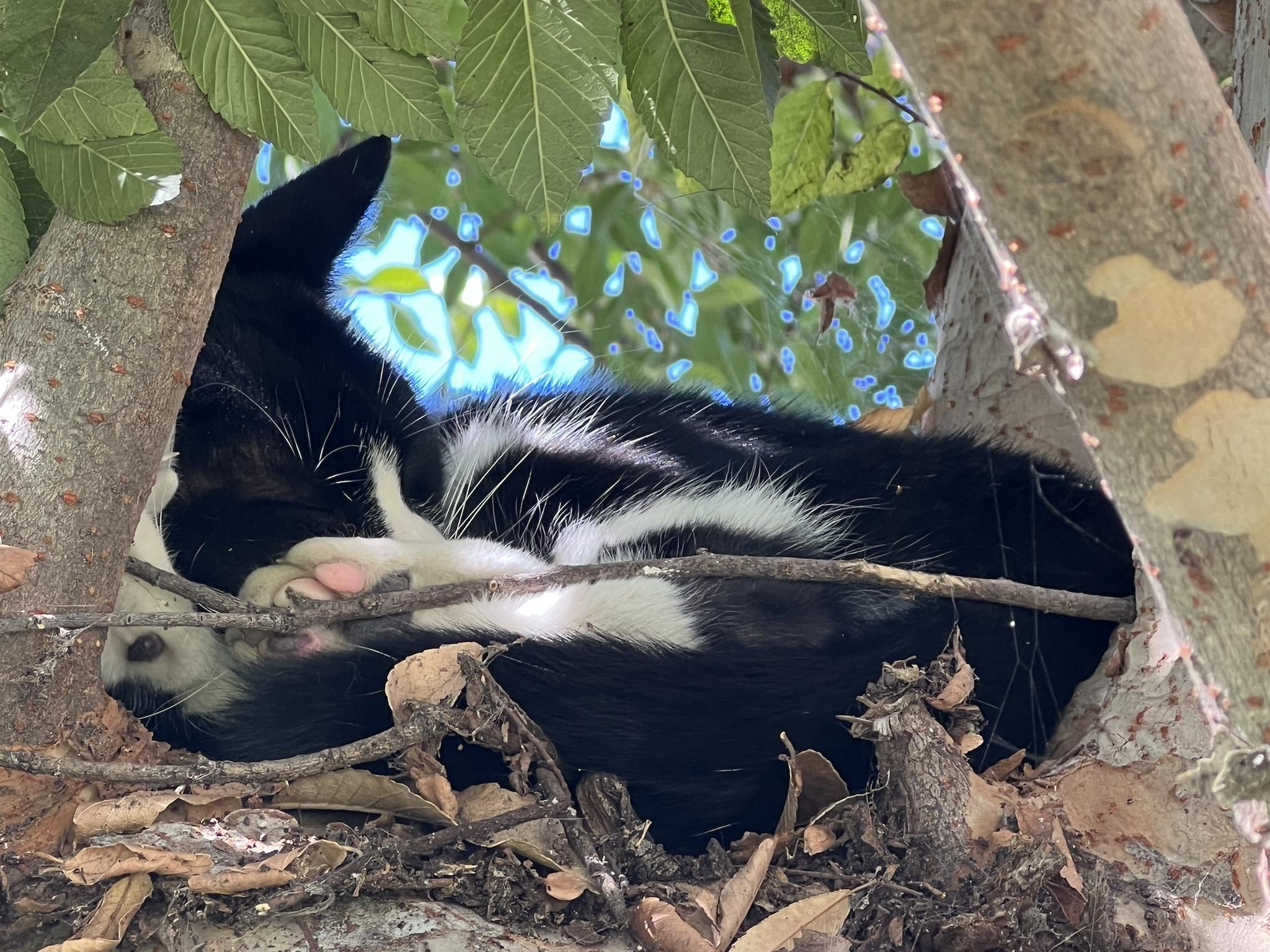 Catnap in a tree