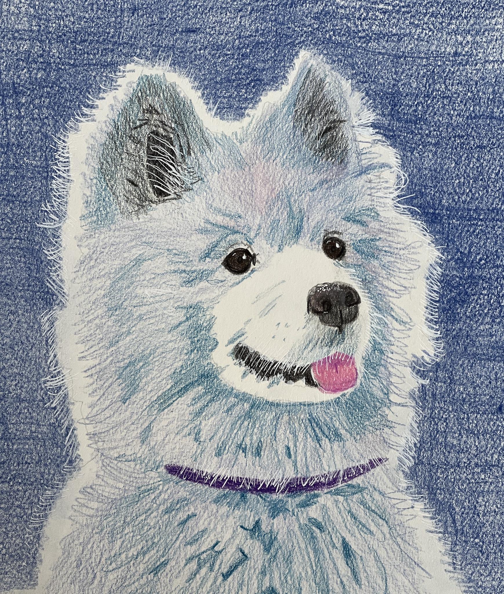 Akita Pet Portrait I currently accomplished