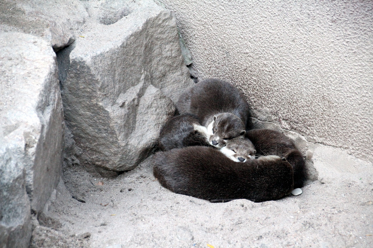 Just sound asleep otters