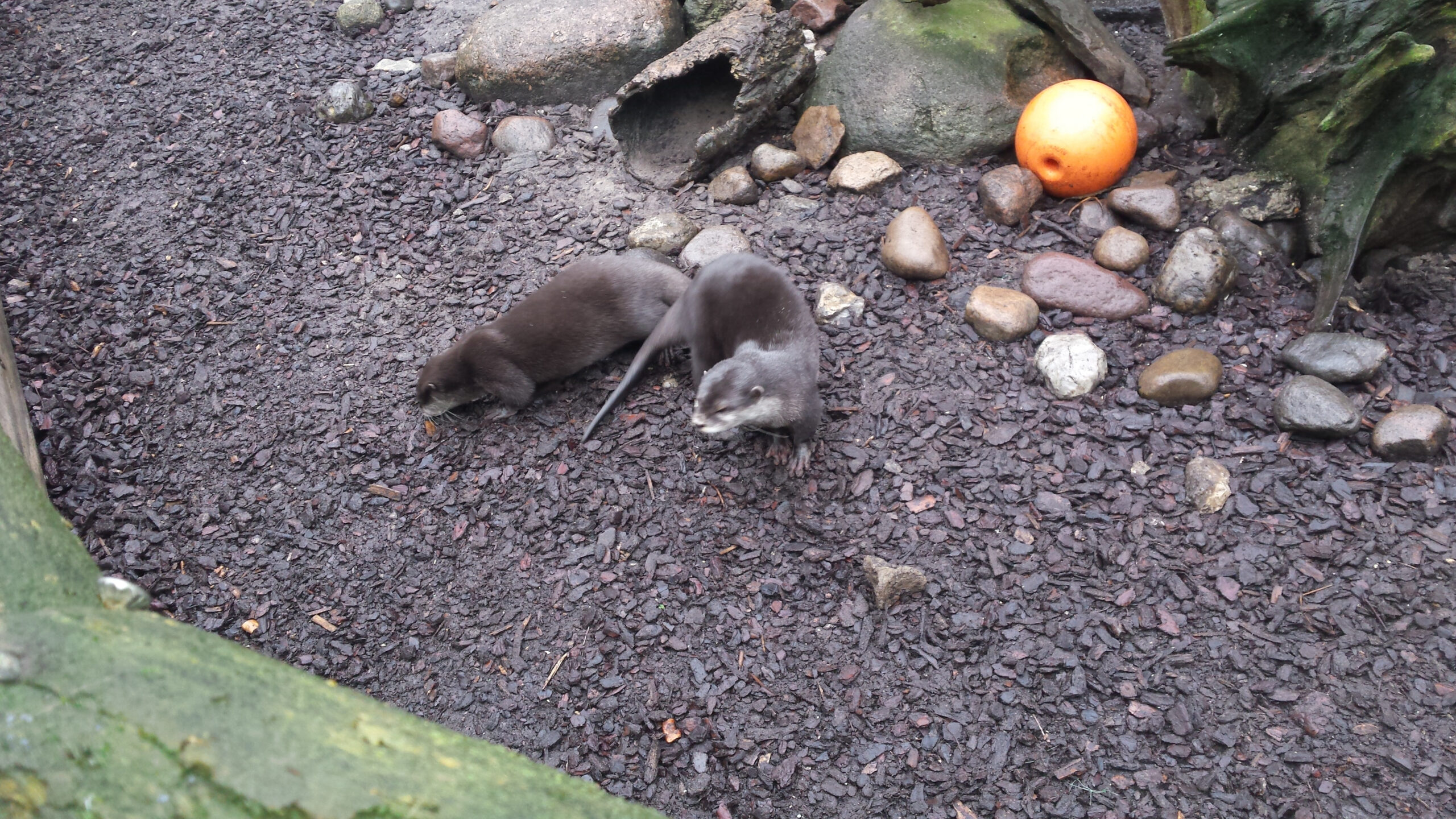 Otters in Bremerhaven