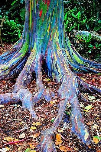 Rainbow eucalyptus tree