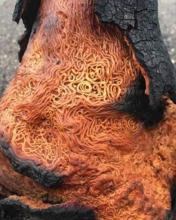 This is a tree that received hit by lightning and it uncovered or no longer it is vascular system.