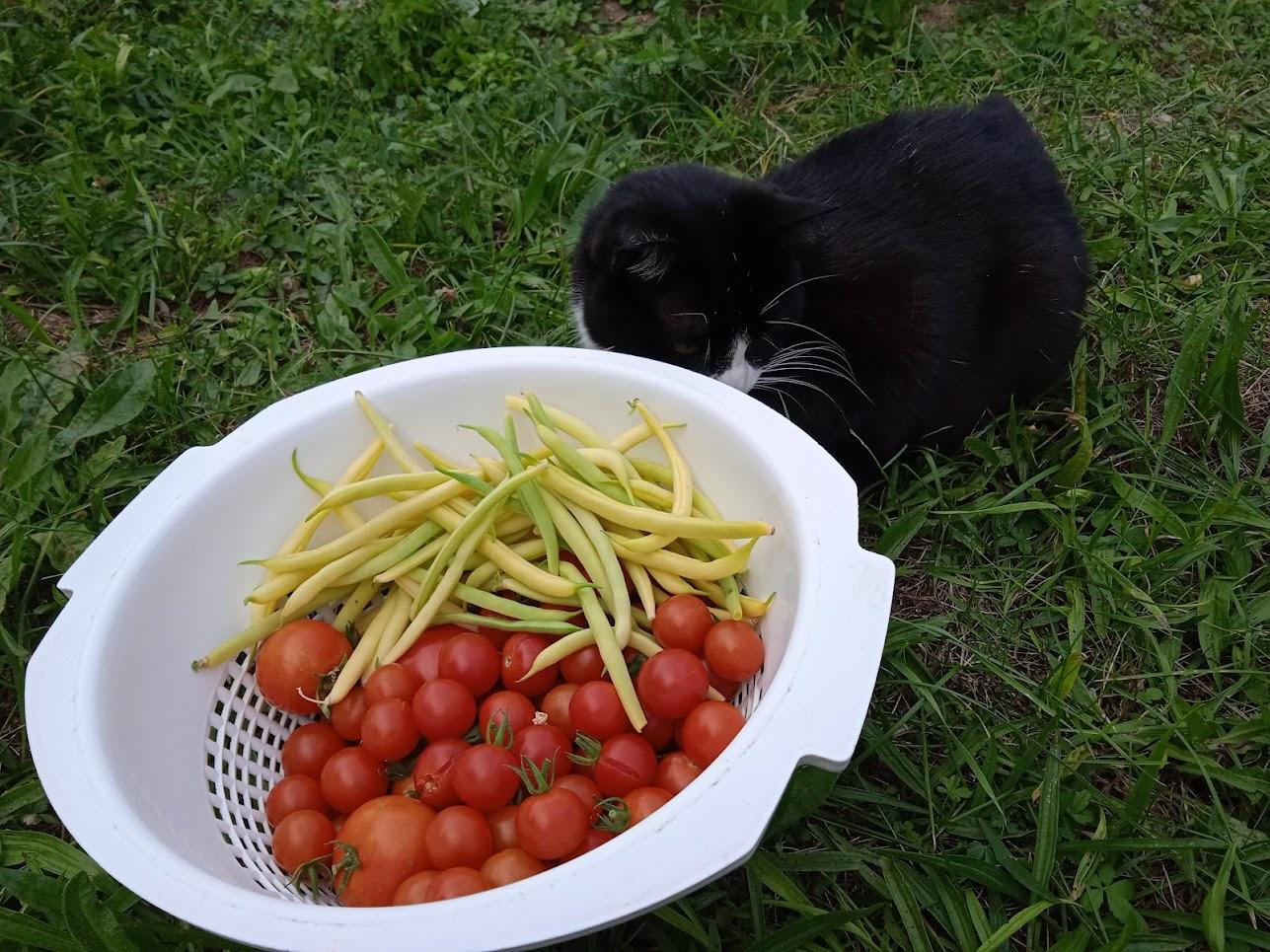 Yuki harvested some greens from the garden !