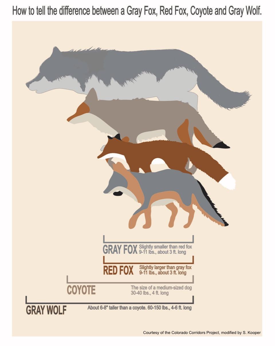 Wolf vs Coyote vs Crimson Fox vs Grey Fox