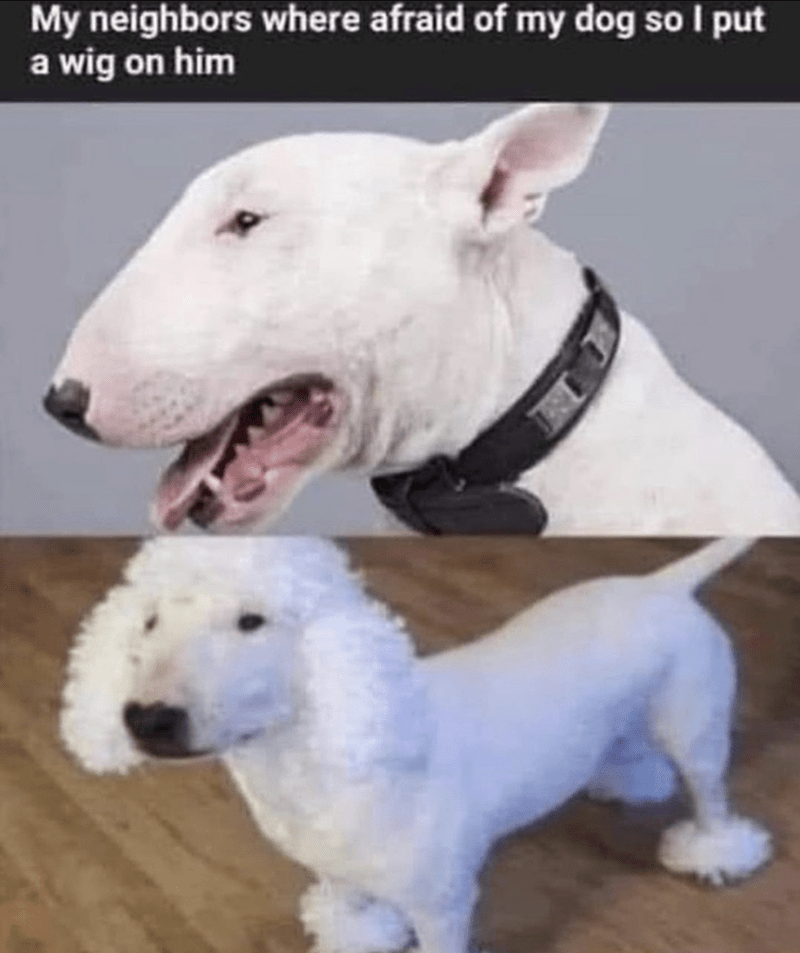 Dog meme dump