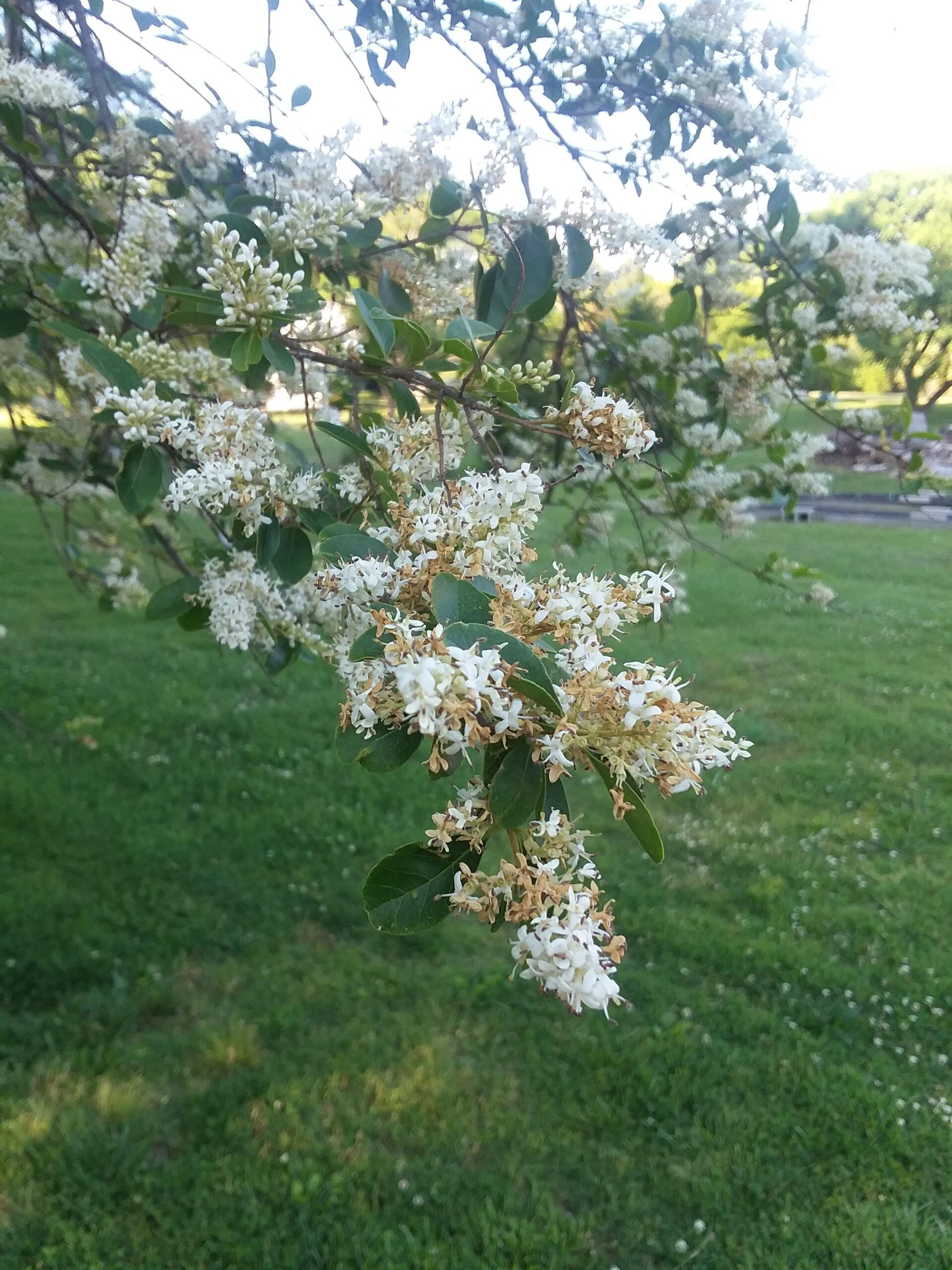 Flowering tree in Tennessee?