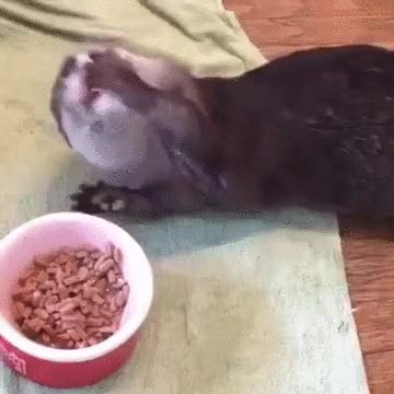 Otters are now not very dignified eaters