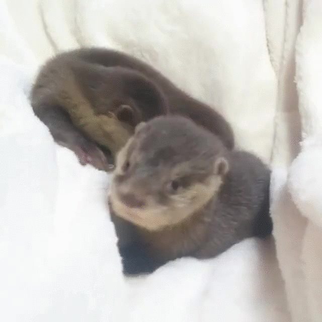Dinky one otters