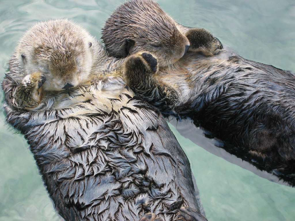 Otters napping