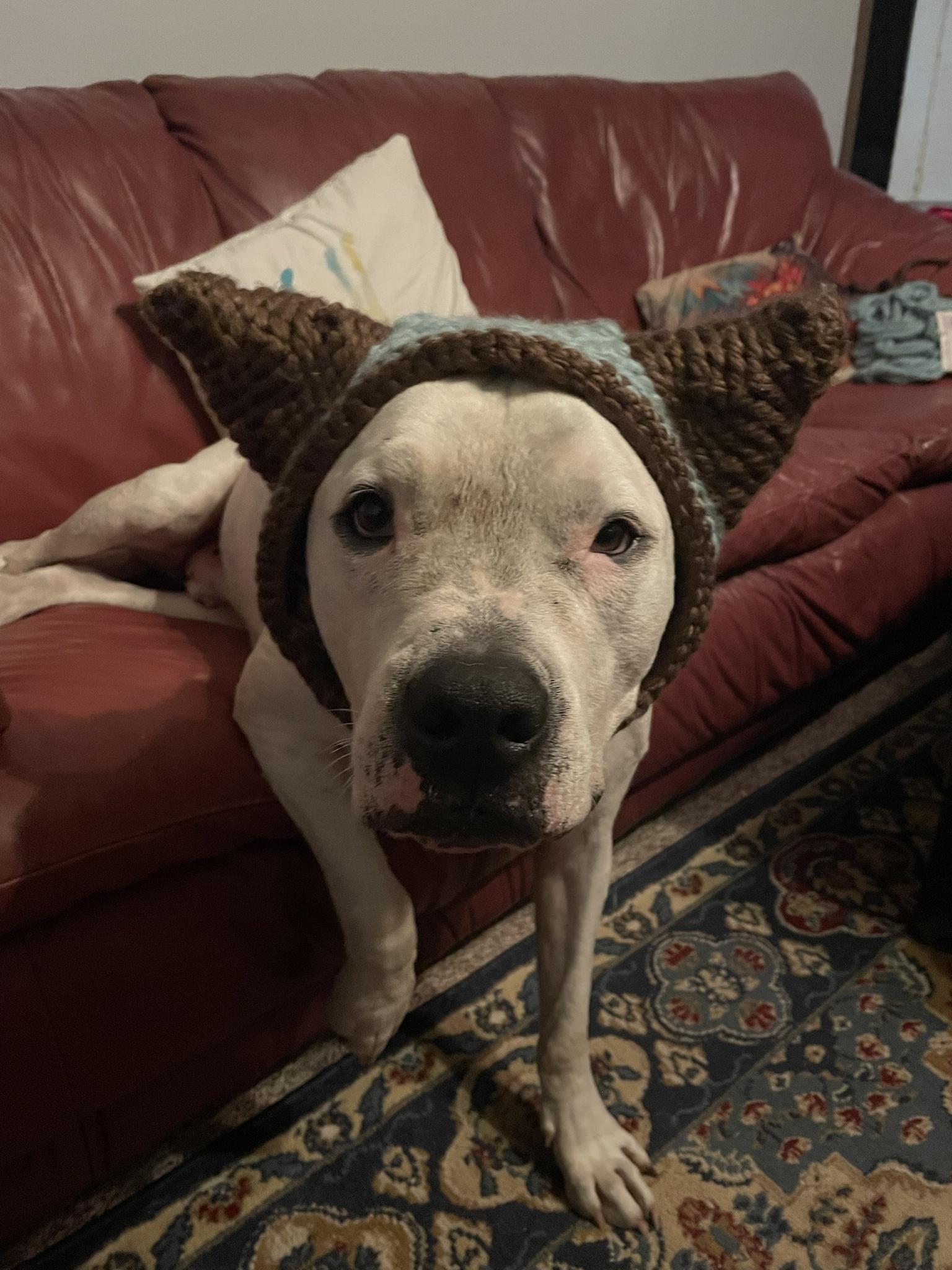 Completed crocheting my dog’s winter hat