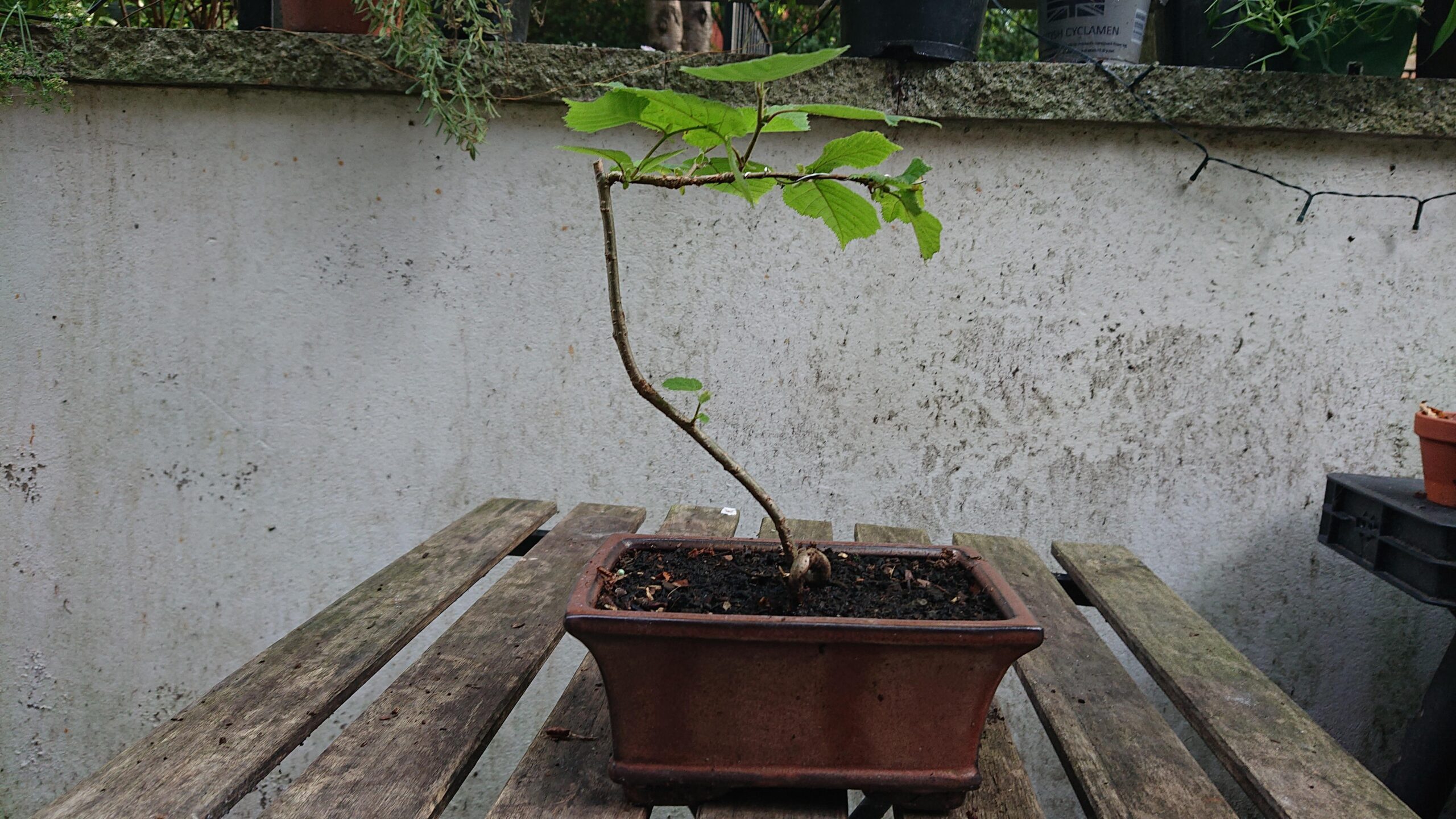 Month-to-month Wikkle Tree replace