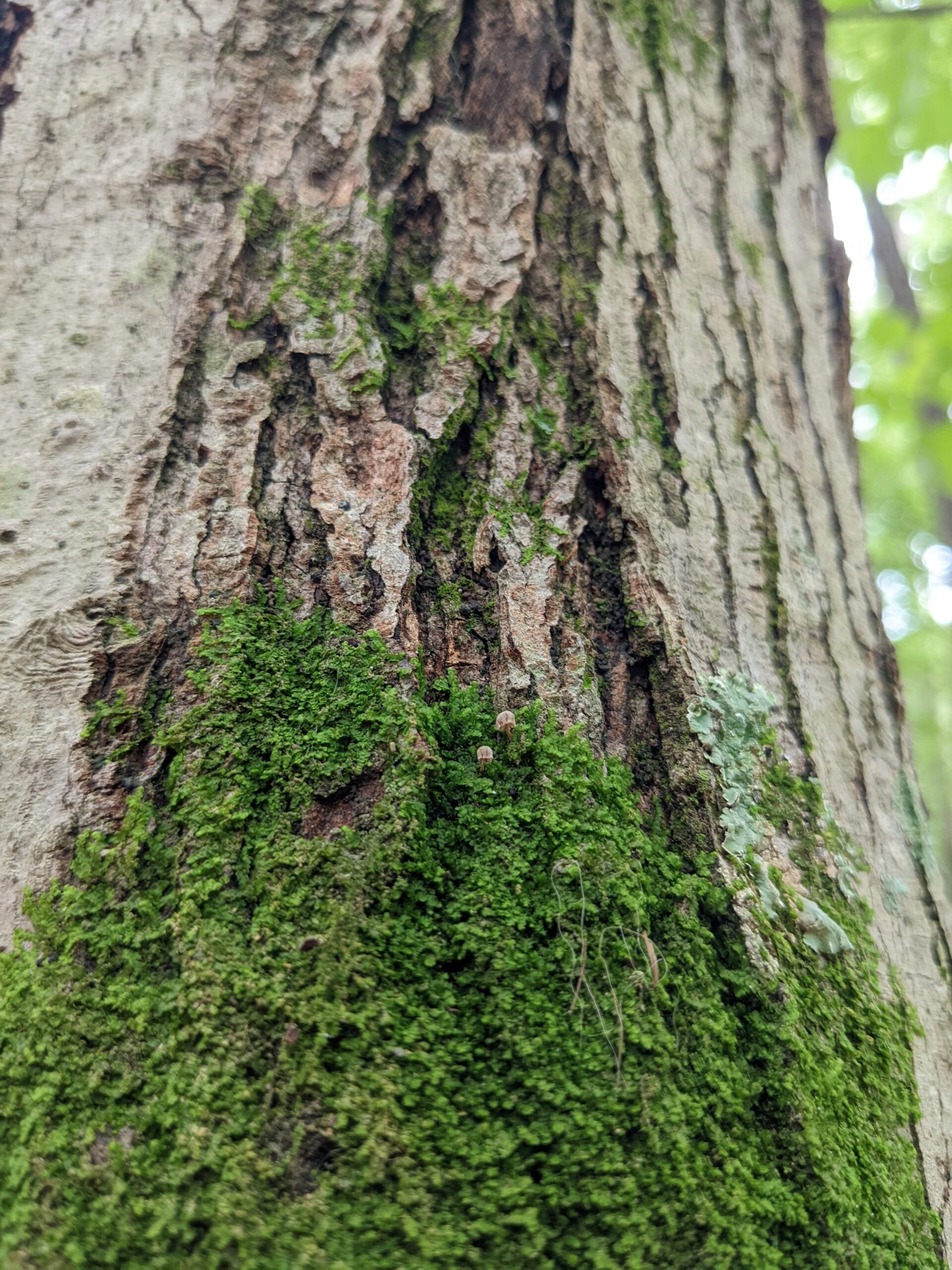 Moss on a Tree