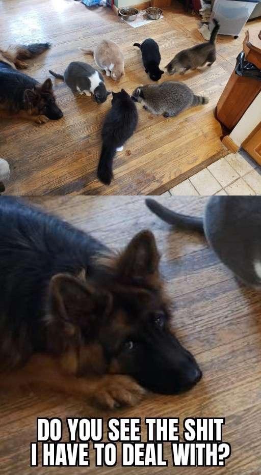 Kitties and Intelligent Cat
