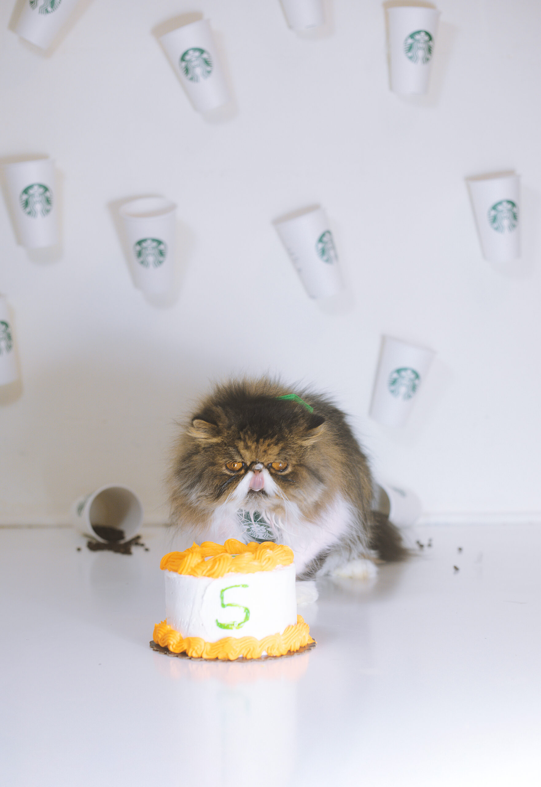 Starbucks Cat! It’s miles Latte’s fifth birthday.
