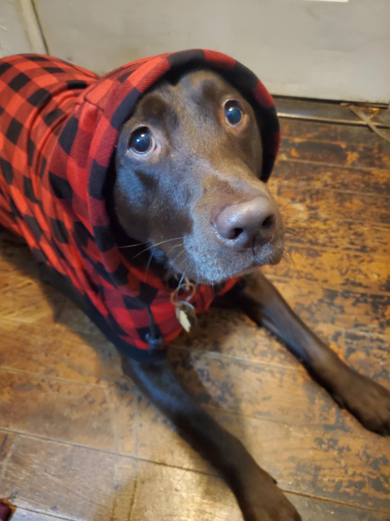 Cold pup needs his jacket for walkies