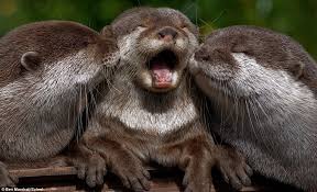 I admire Otters and it is most reasonable to too