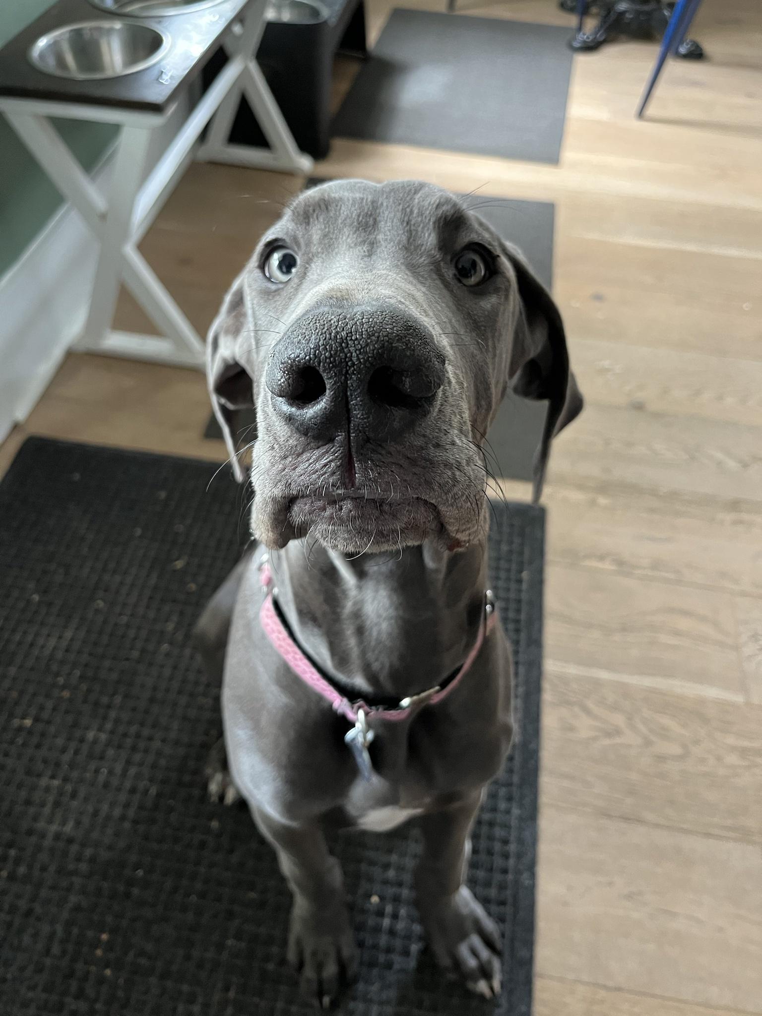Her big brother went to puppy day care and he or she couldn’t trail, so she made this face