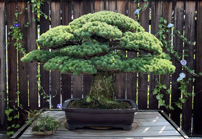 Here is the Bonsai tree that was once planted in 1625, survived the devastation of the Hiroshima bombing, and is light rising.