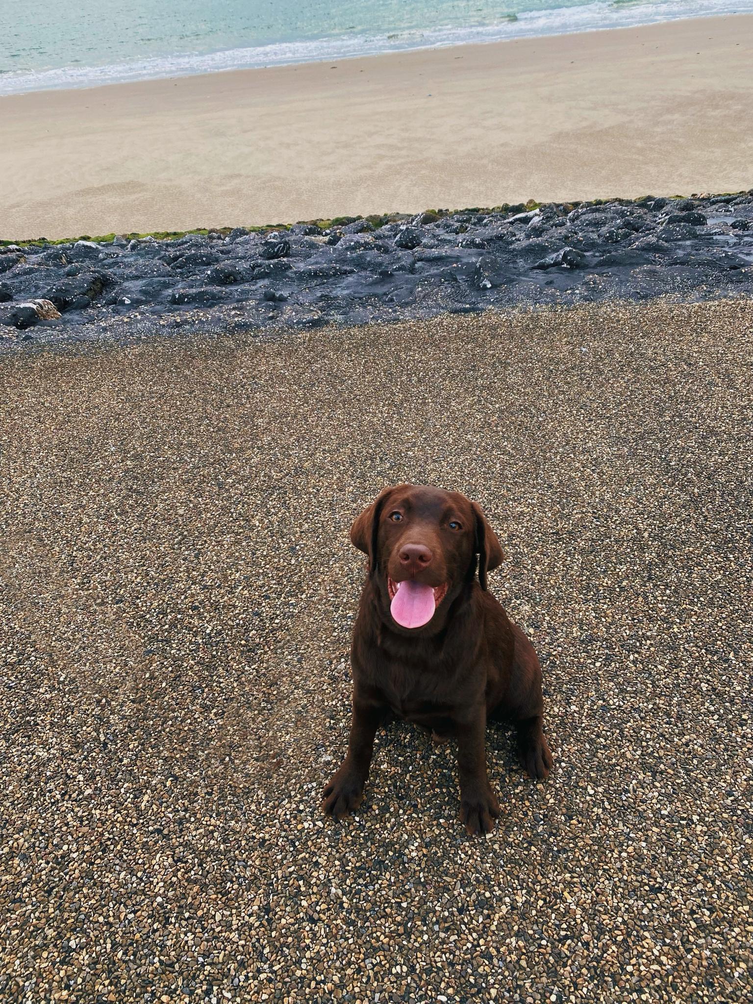 Toby at the beach