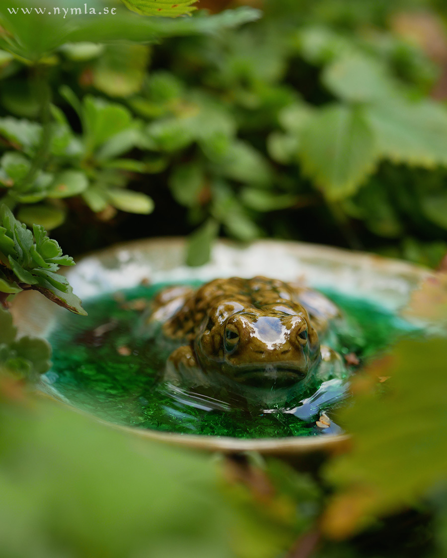 Slimy Toads Are Friends (Ceramics & Glass Sculptures)