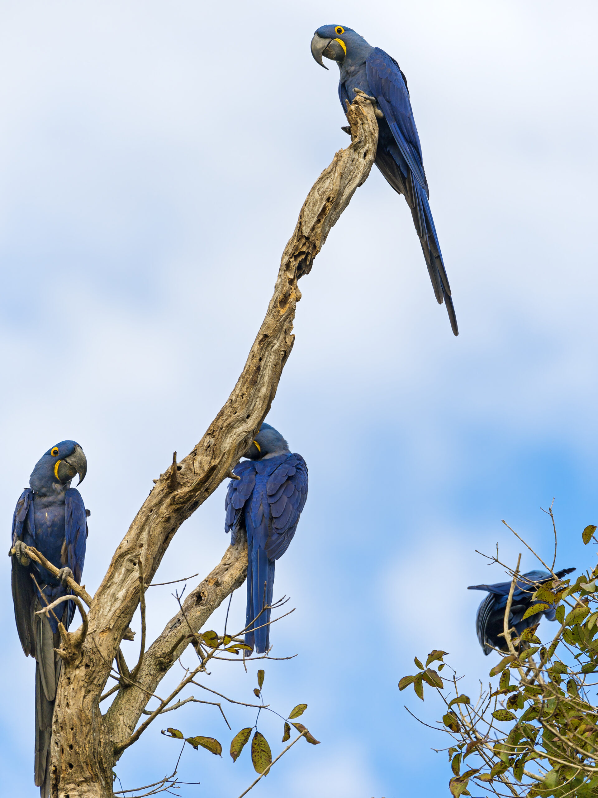 Hyacinth macaws on the tree