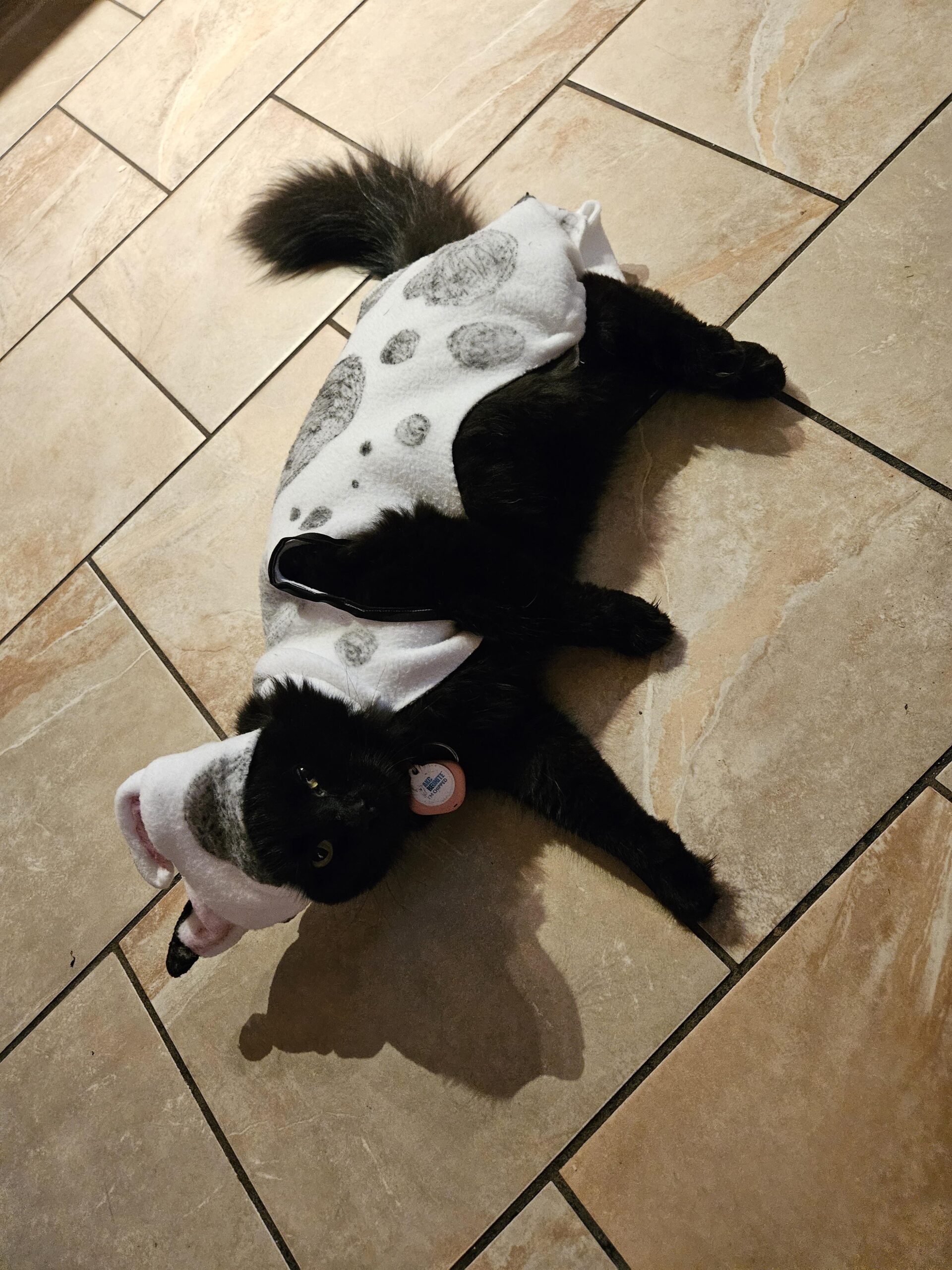 Kitty ready for the “dog costume contest”