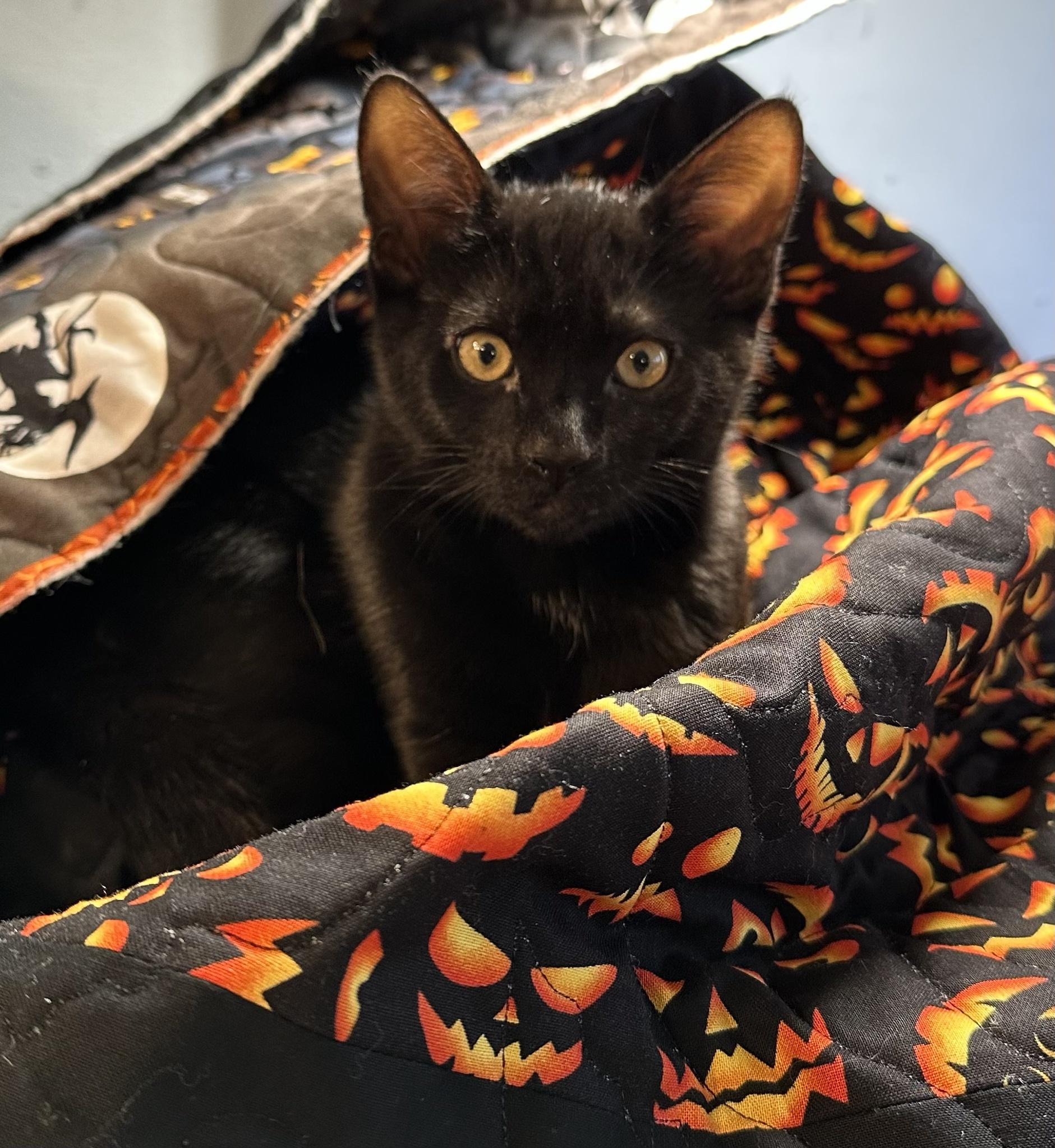 His first Halloween.