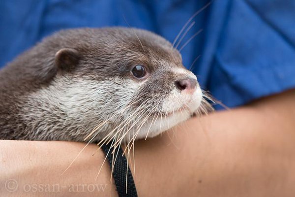 Otterly shapely otters