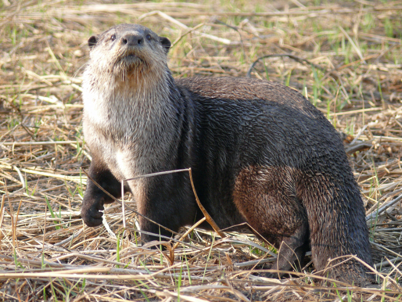 Otters are the one marine animals with out blubber.