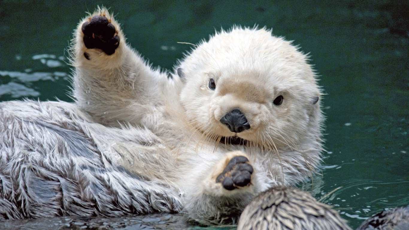 The names for teams of otters are: resort, bevy, family, romp, and when in water, a raft.