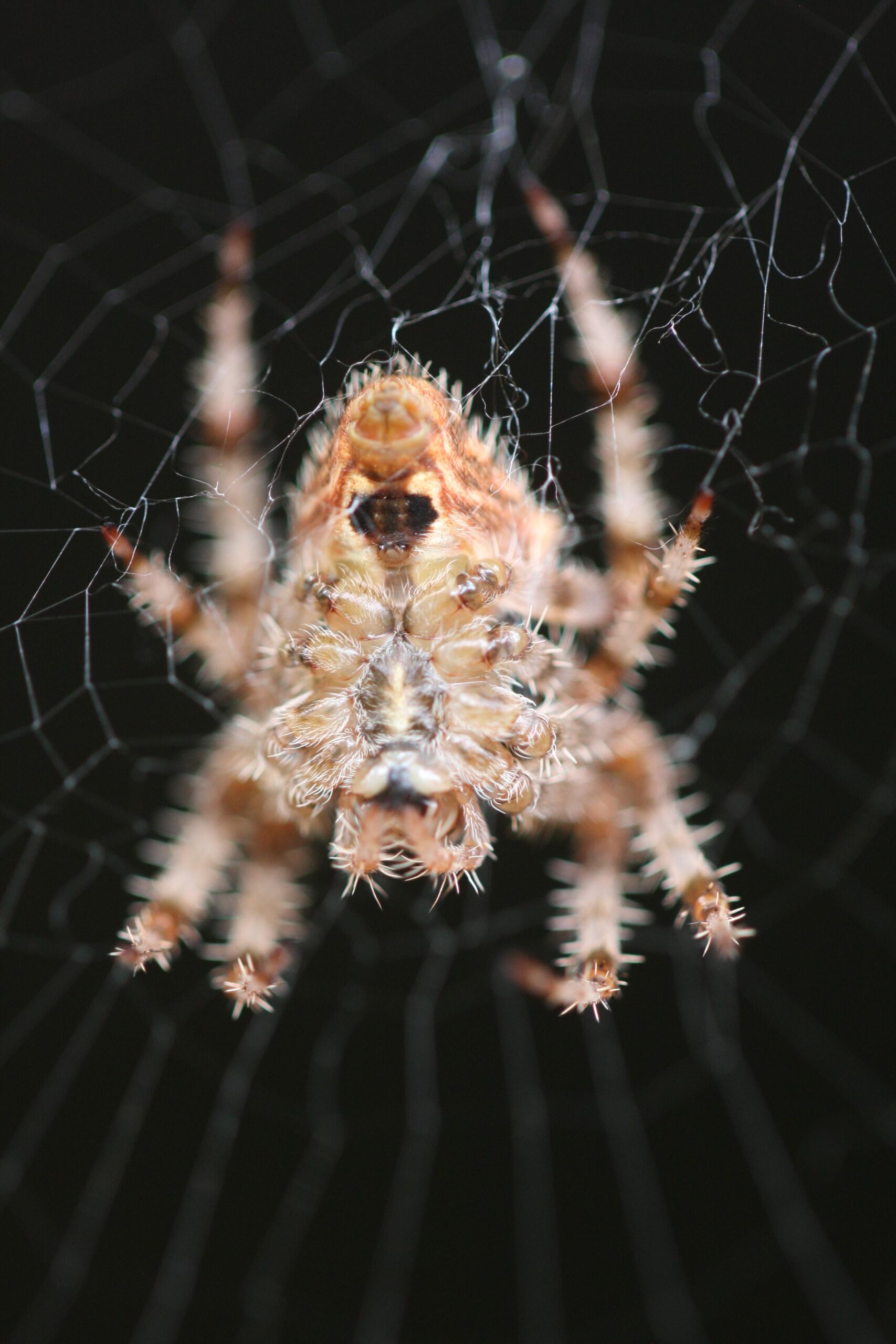 Cat-Faced Spider – Northern Colorado