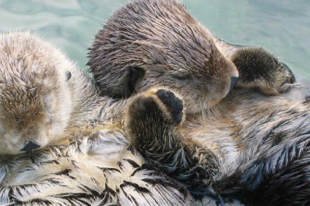 The Factual Animal Jerks – Otters