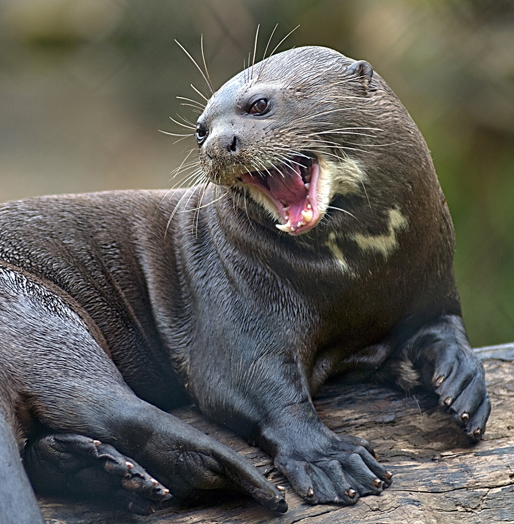 Antarctica and Australia are potentially the most easy two locations the put otters are no longer chanced on.