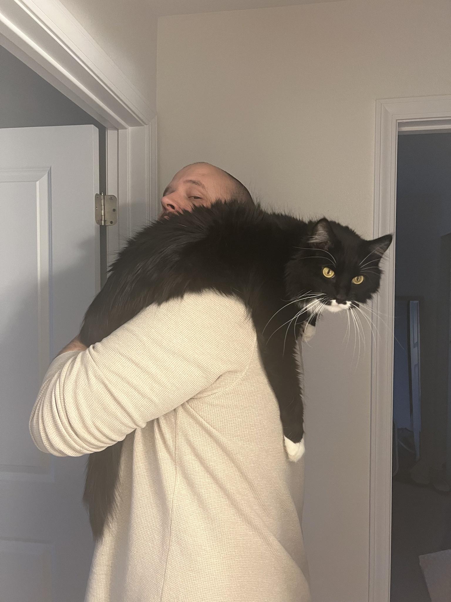 My gigantic fucking kitty