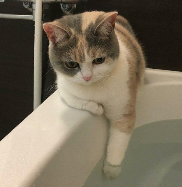 Water testing cat