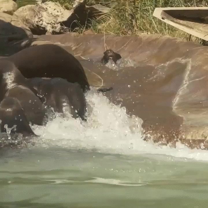 Factual some toddler enormous river otters being adorable and shit
