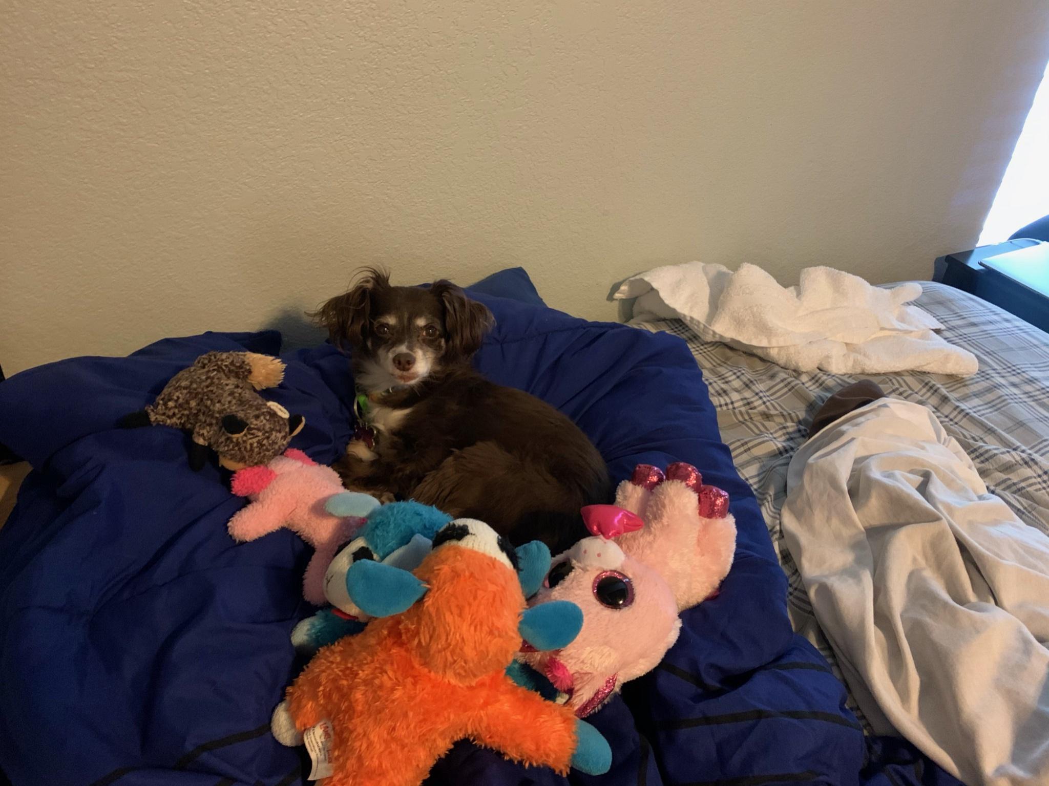 Scully with her toys