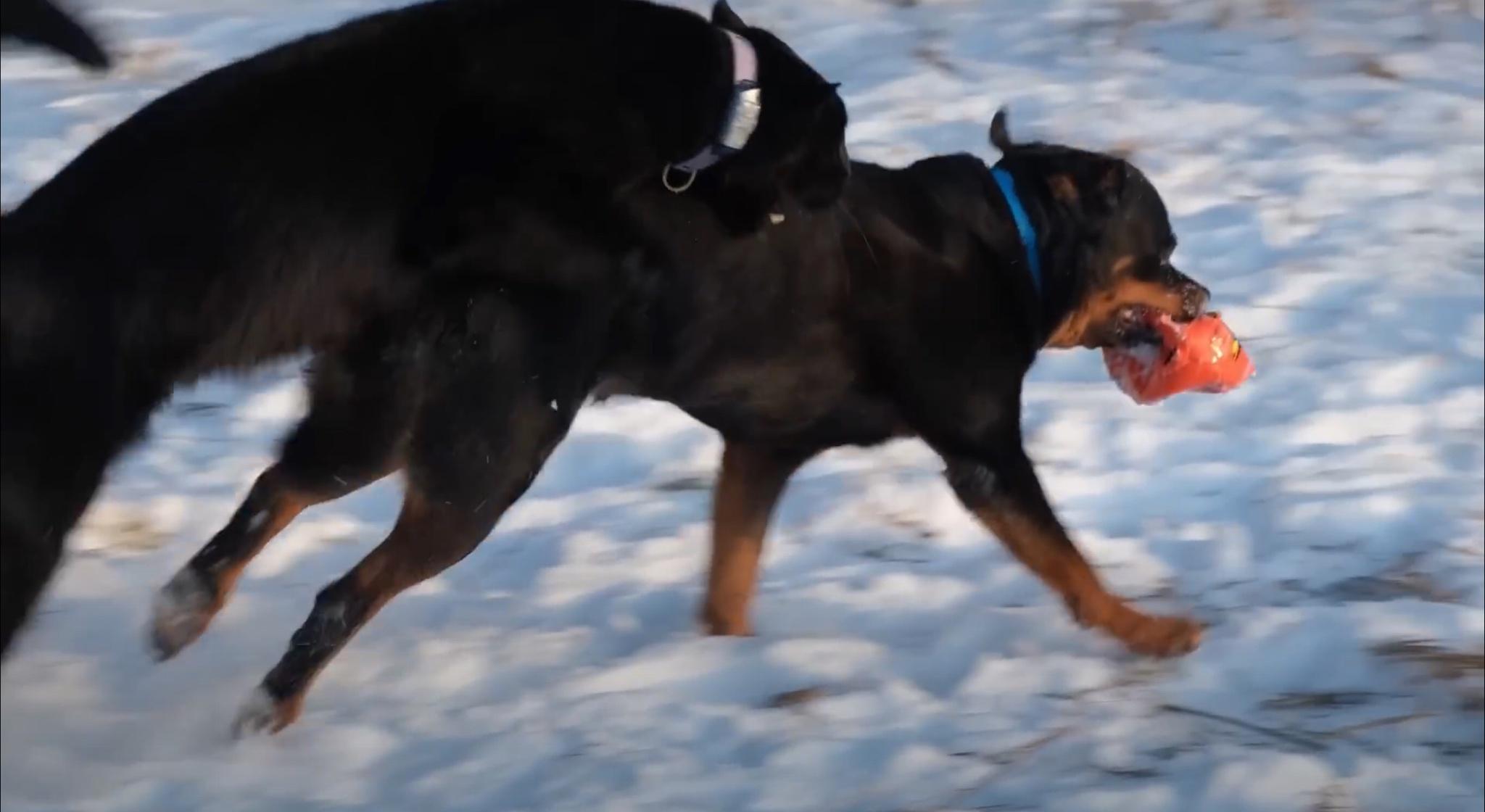Panther Luna and her Rottweiler buddy Venza having fun with
