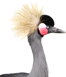 gray crowned, crane, head