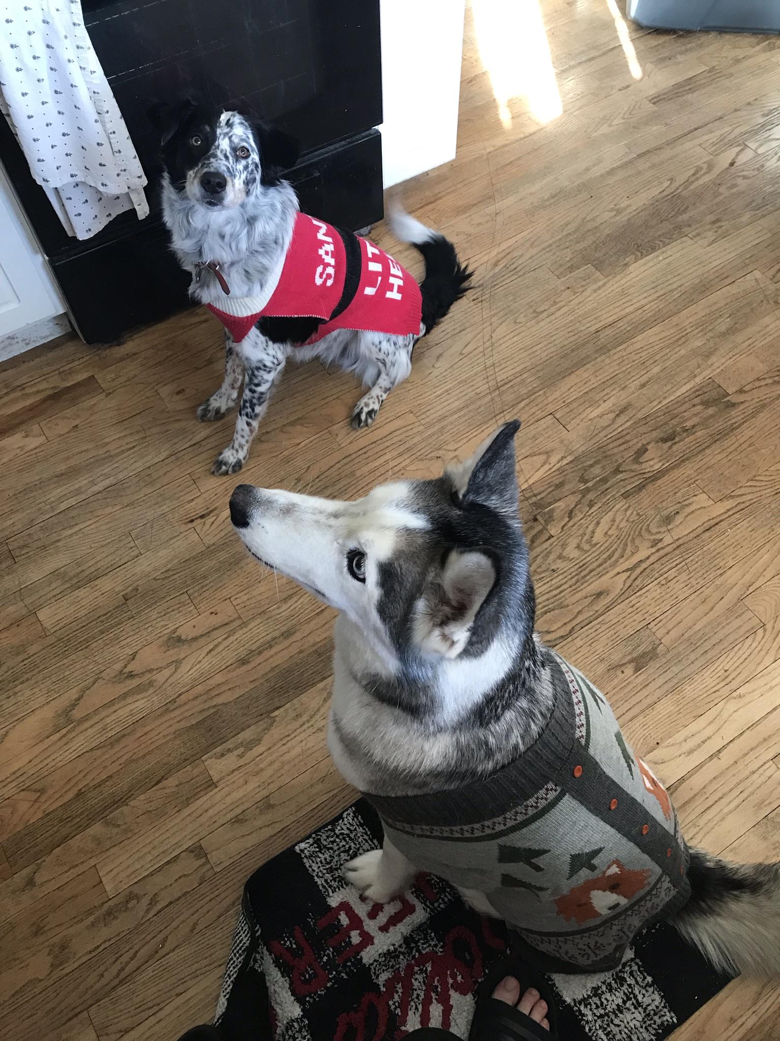 Busted out their Christmas sweaters