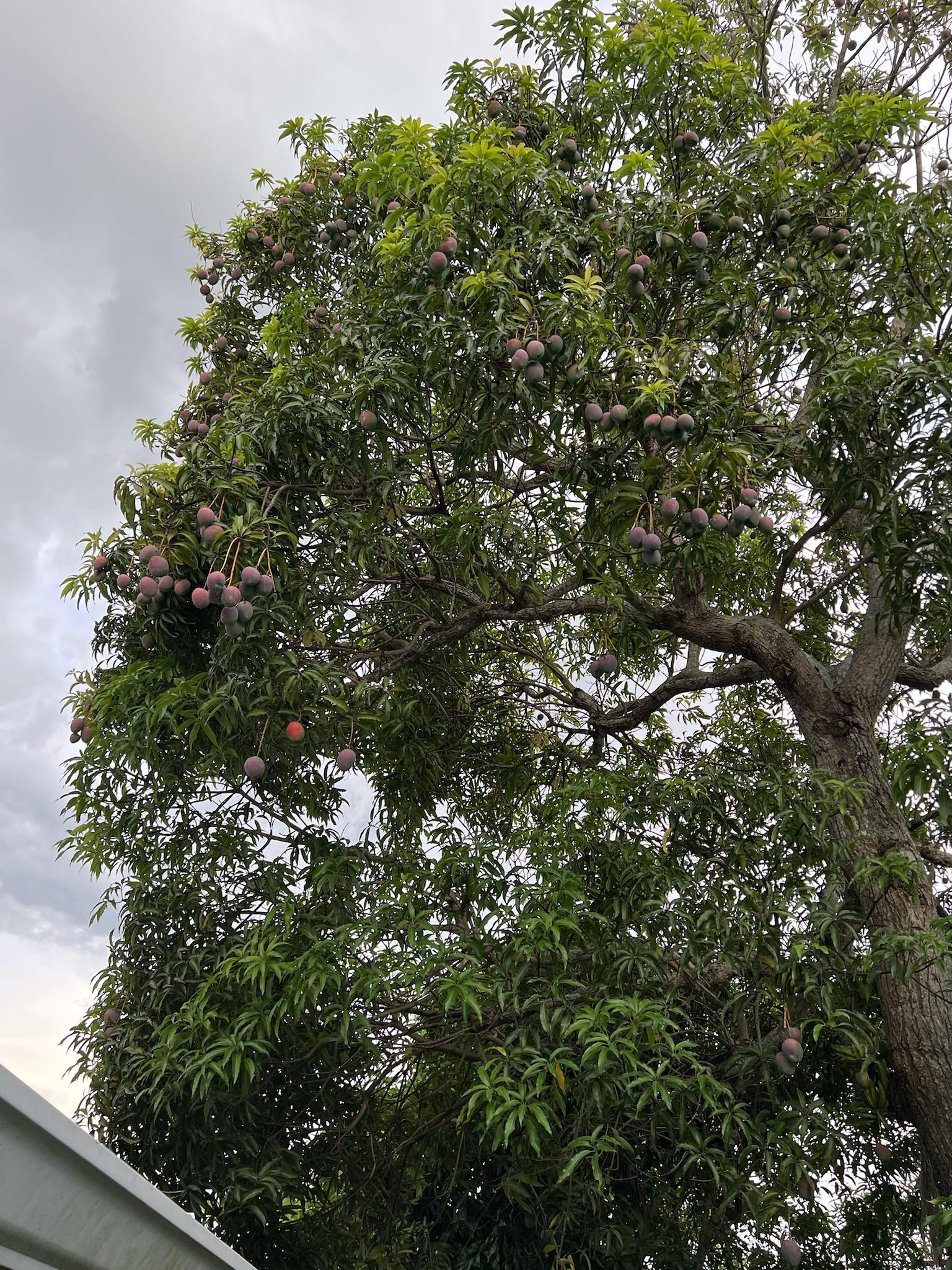 SW Florida Mango Tree
