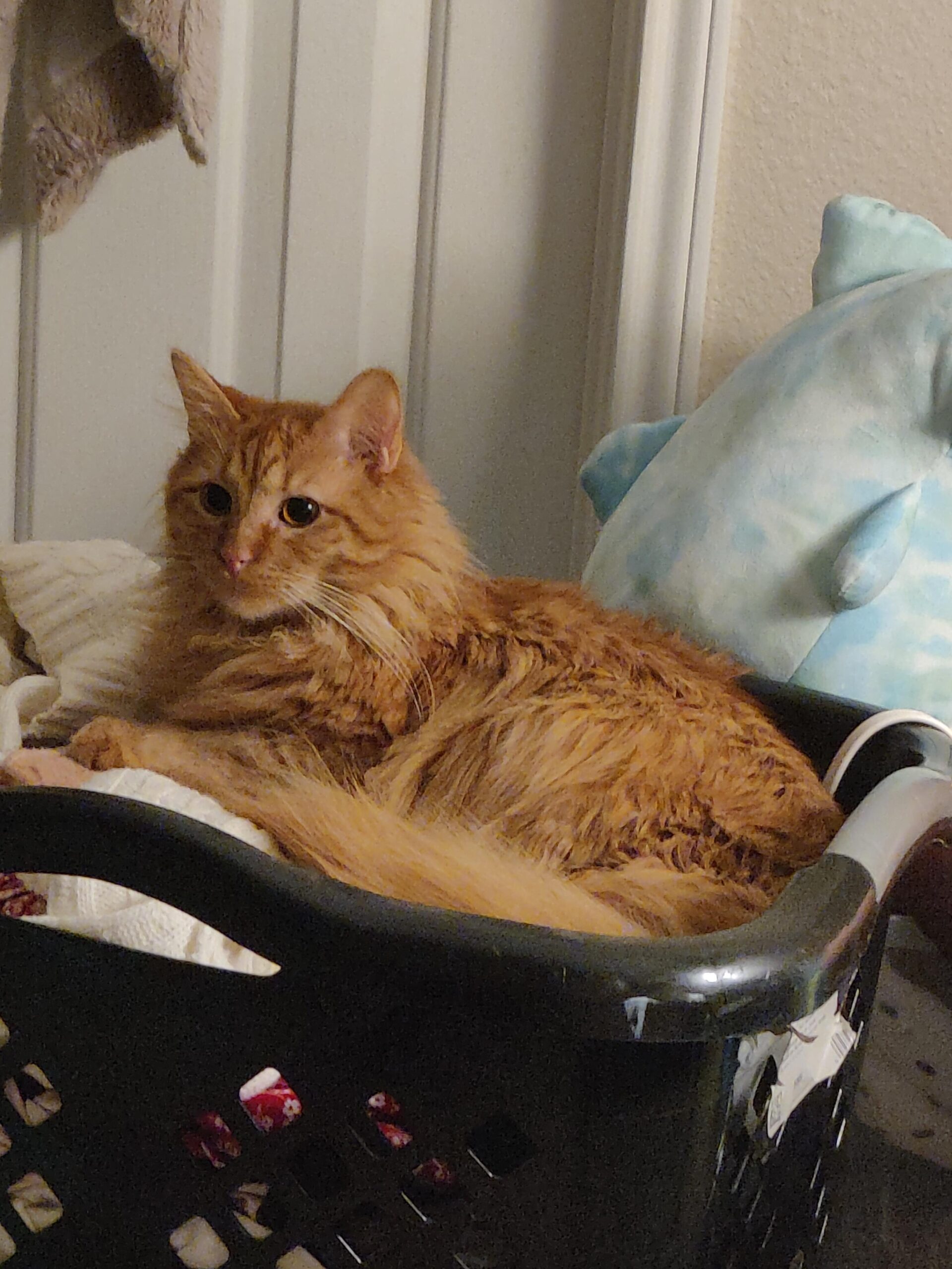 Laundry is forbidden, it would disturb his bed