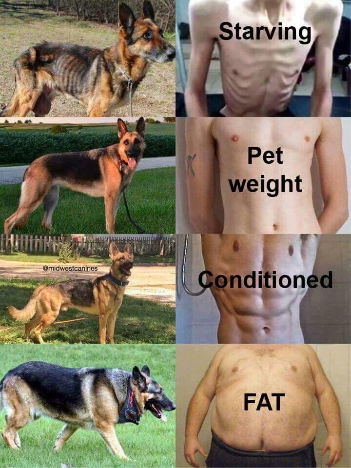 Weight comparison