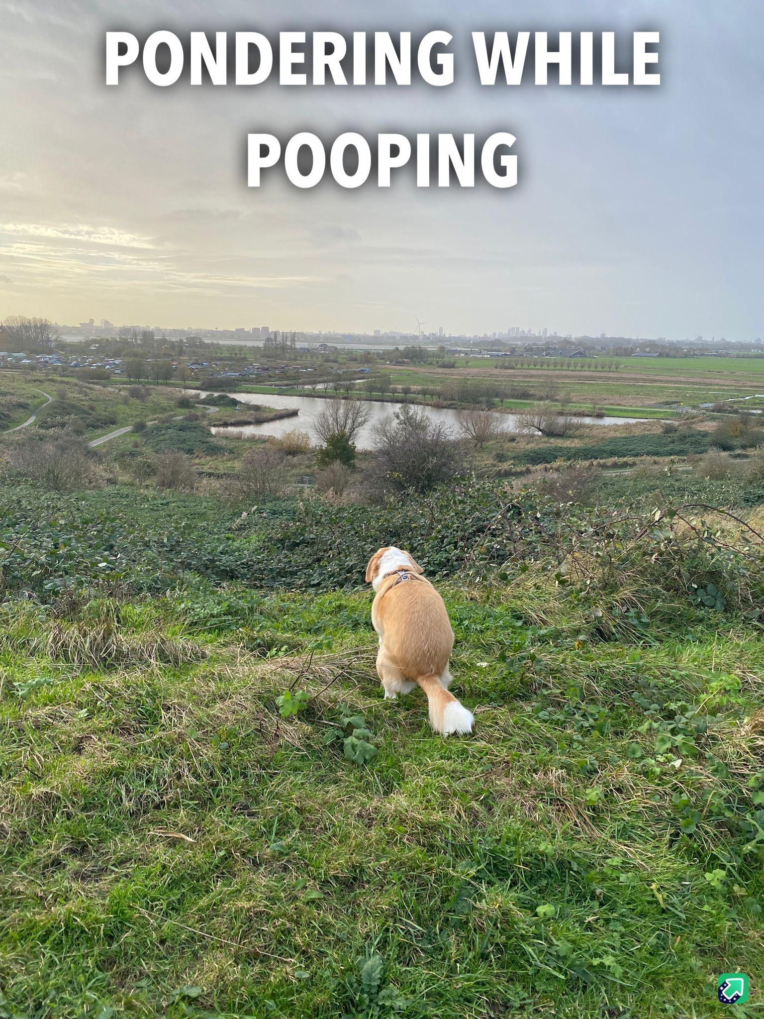 Pooping with a observe